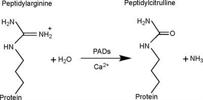 Citrullination and PAD Enzyme Biology in Type 1 Diabetes – Regulators of Inflammation, Autoimmunity, and Pathology